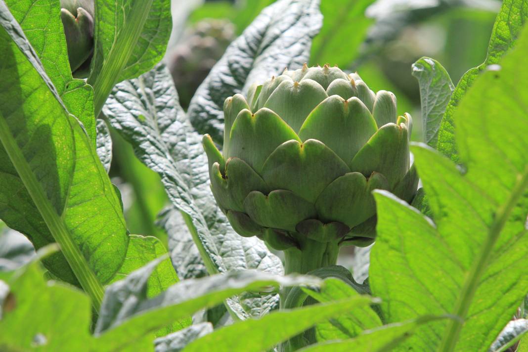 Şubatta sıraya girenler göbeğini 70 liradan alıyor 4